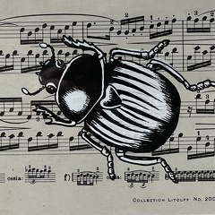 scarabée  partition