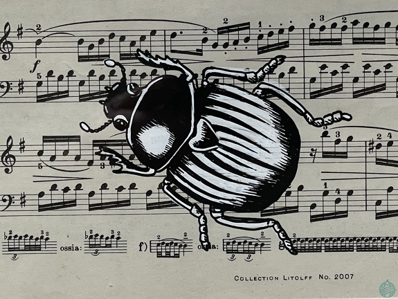 scarabée  partition